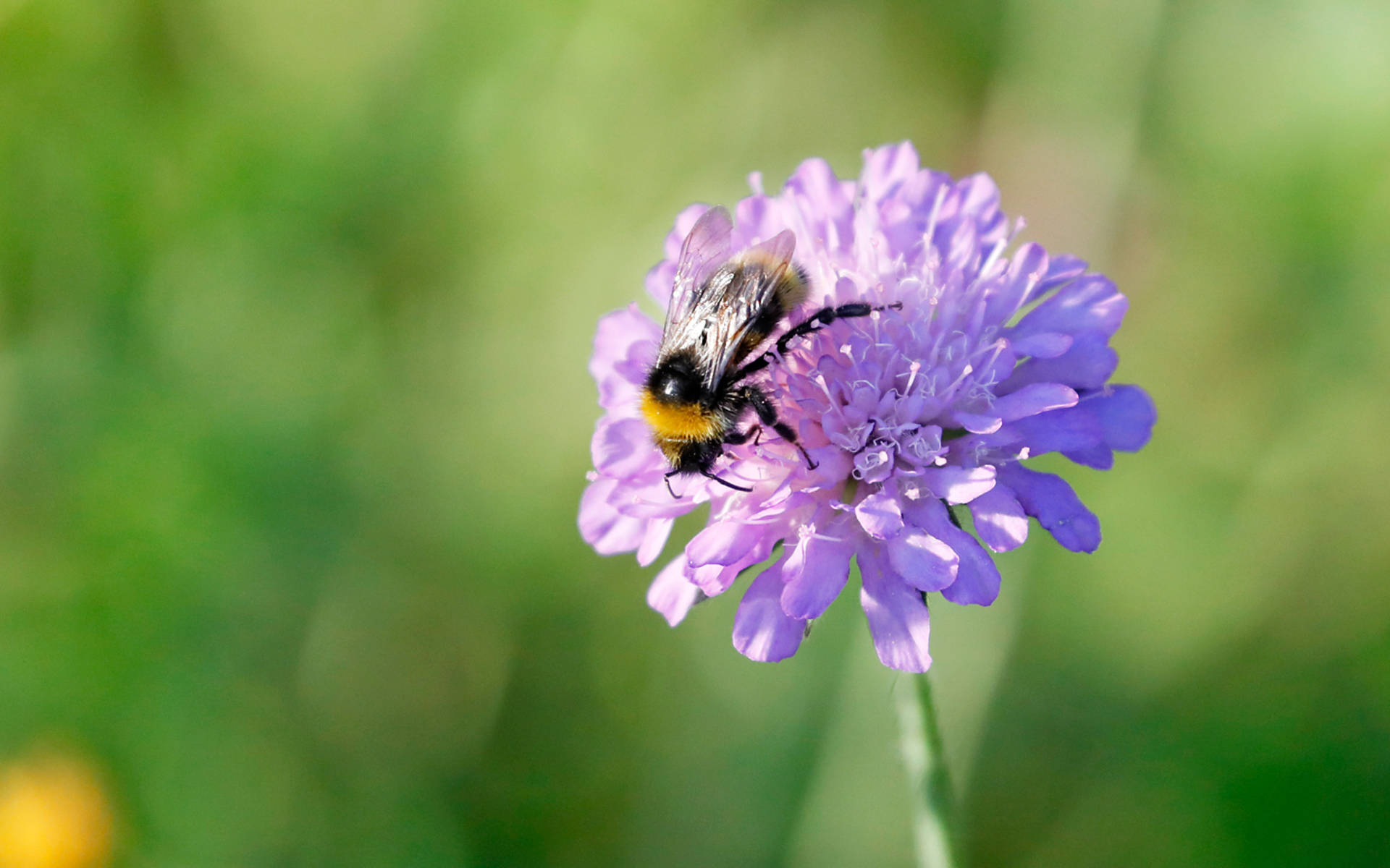 Abeille sur Knautie des champs © Matthias Sorg