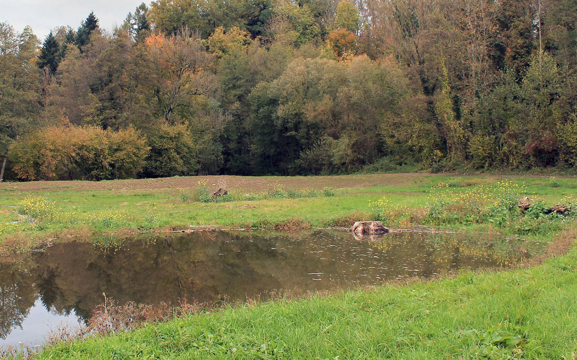 Biberaue Ferenbalm © Pro Natura Bern