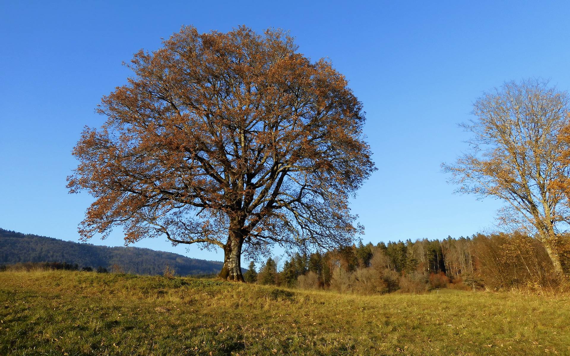Eiche Twannberg © H.Rindlisbacher