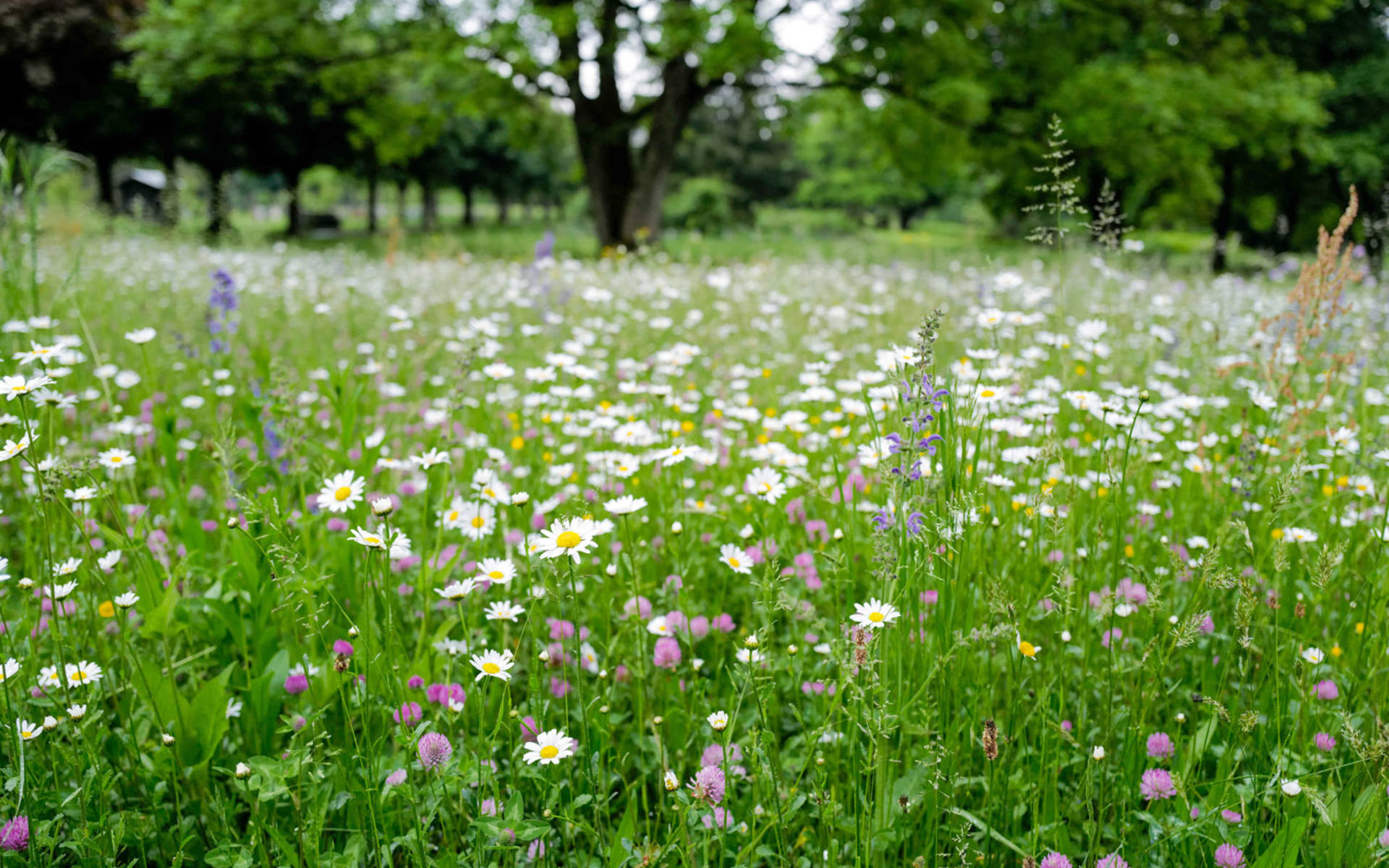 Blumenwiese ©Matthias Sorg