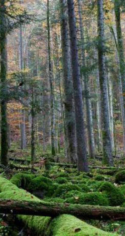 Combe-Grède, eine waldige Karstlandschaft