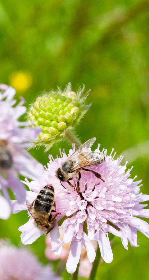 Des abeilles