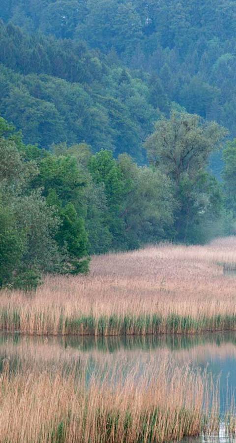 Wohlensee