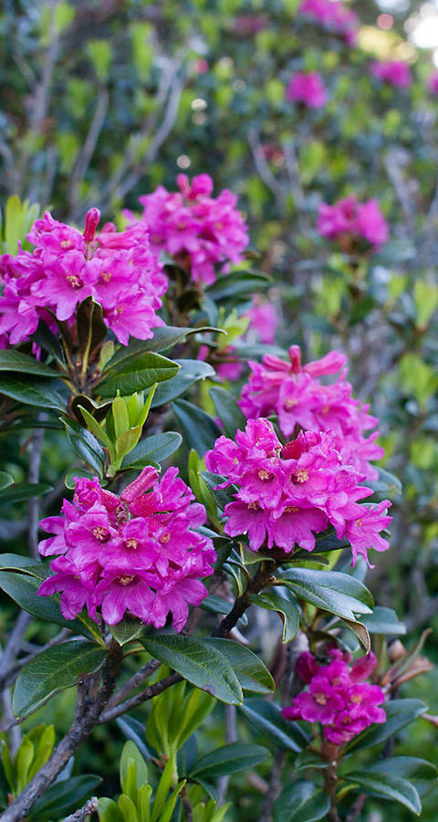Alpenrosen