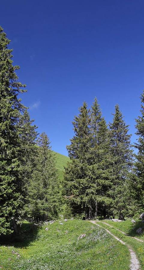 Gantrischberg