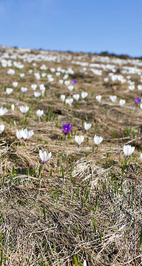 Krokusse im Frühling