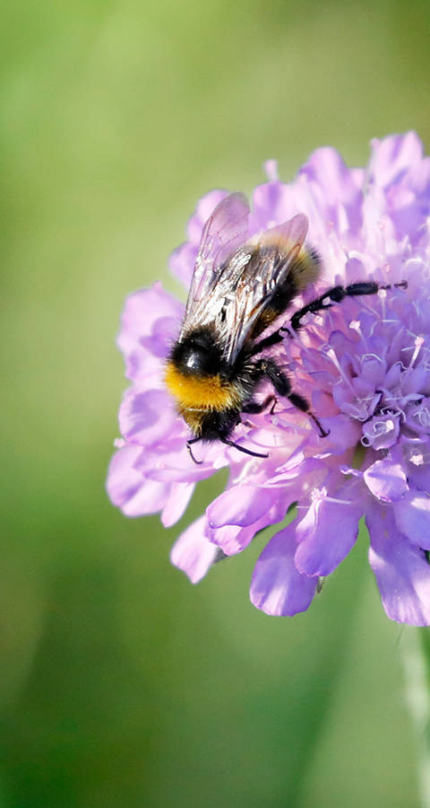 Biene auf Ackerwittwenblume