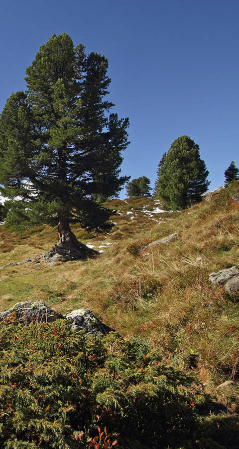 Naturschutzgebiet Engstlenalp: Idylle hier, unbewilligte Betonspuren da. Foto: J. Ryser/ M. Schnidrig
