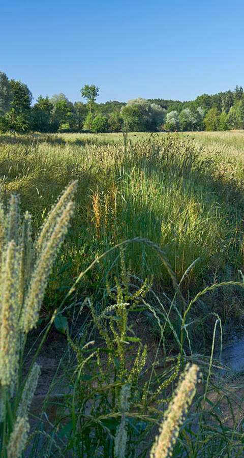 Biberaue Foto Jan Ryser