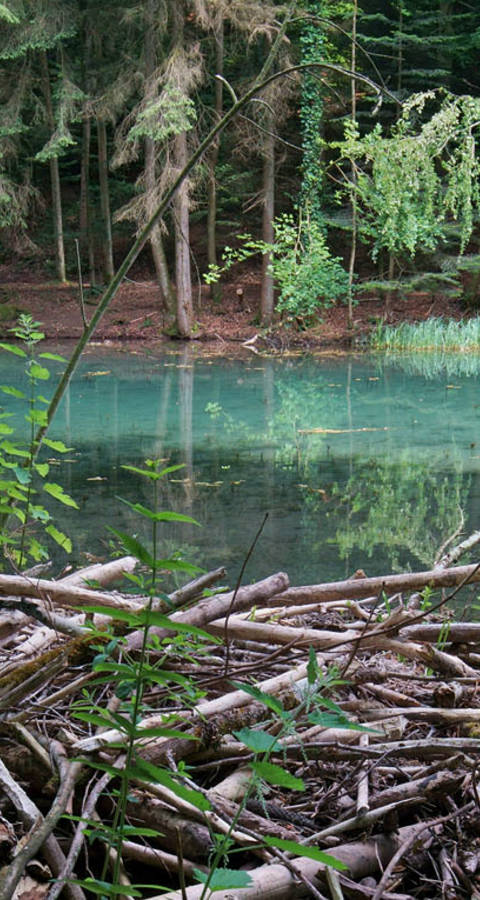 Steibachweiher