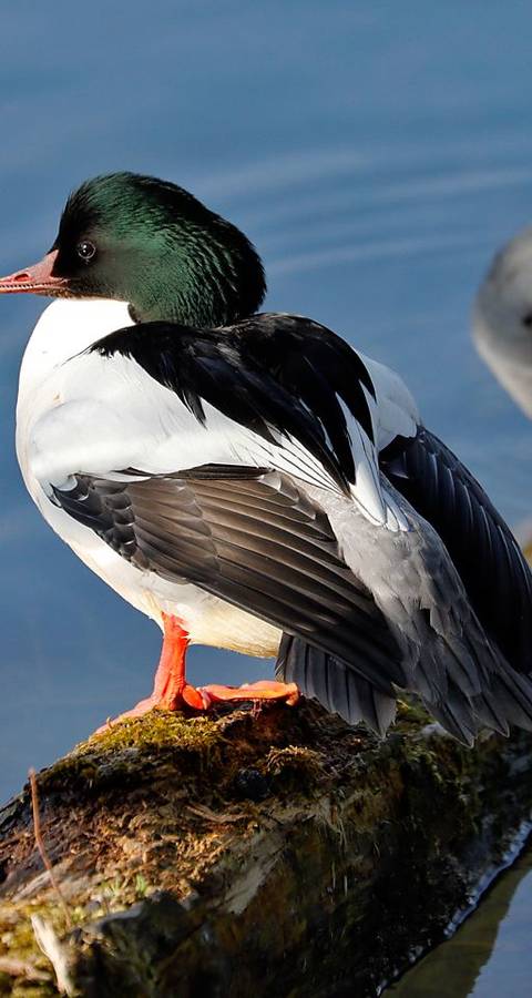 Gänsesäger
