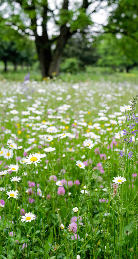 Blumenwiese