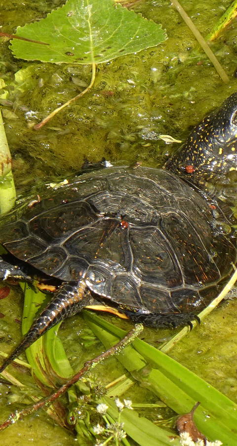 sumpfschildkroete_martin_schuerch_wabern