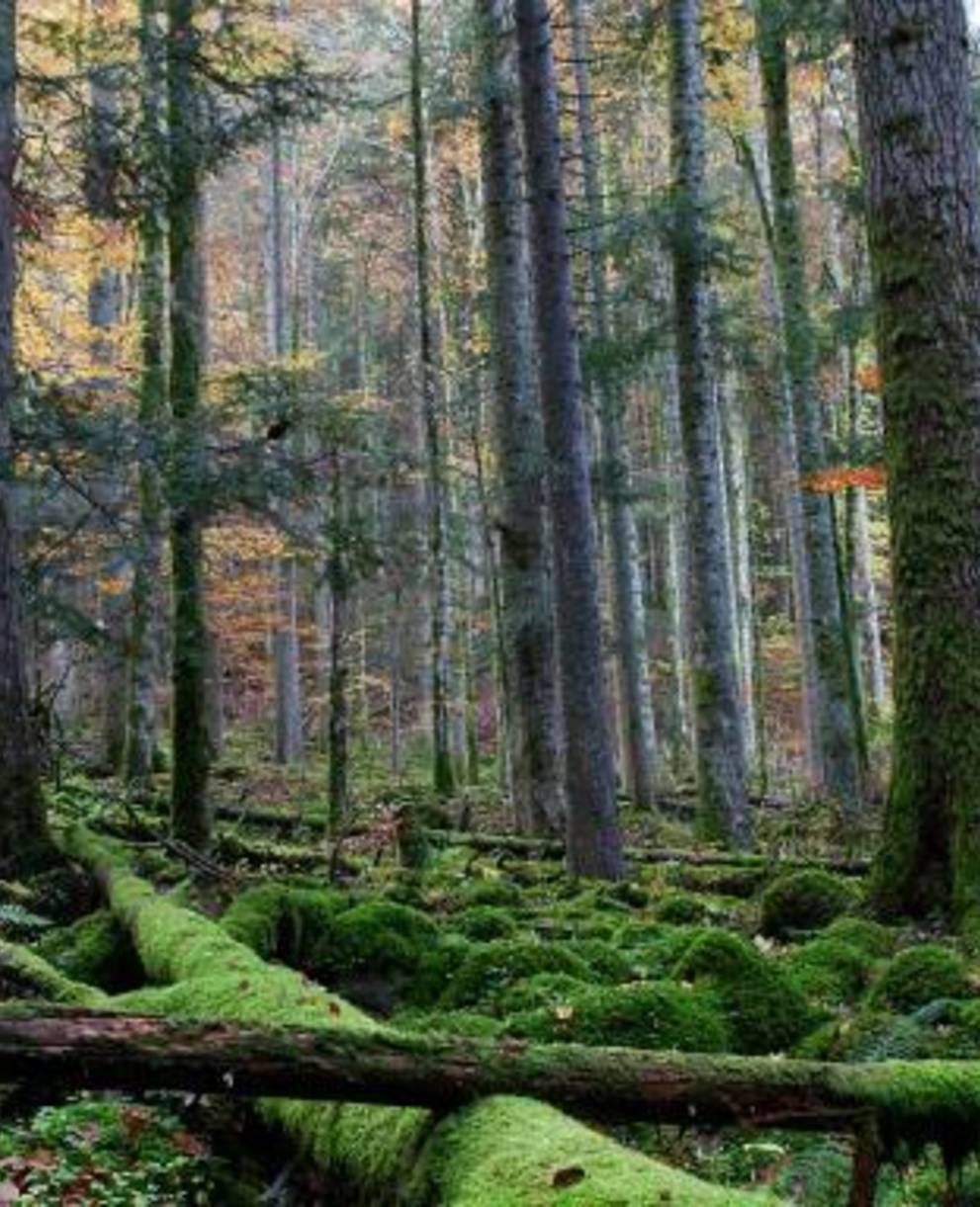 Combe-Grède, eine waldige Karstlandschaft