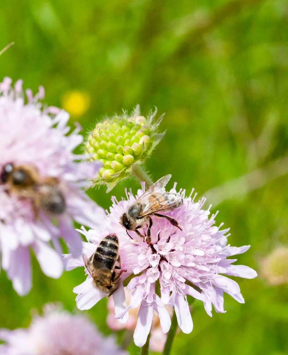 Bienen und Fliegen am bestäuben