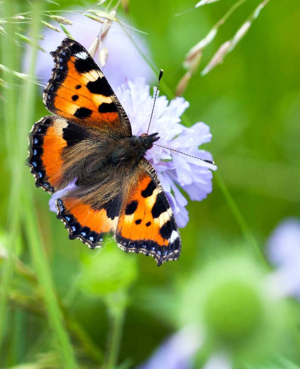 Schmetterling