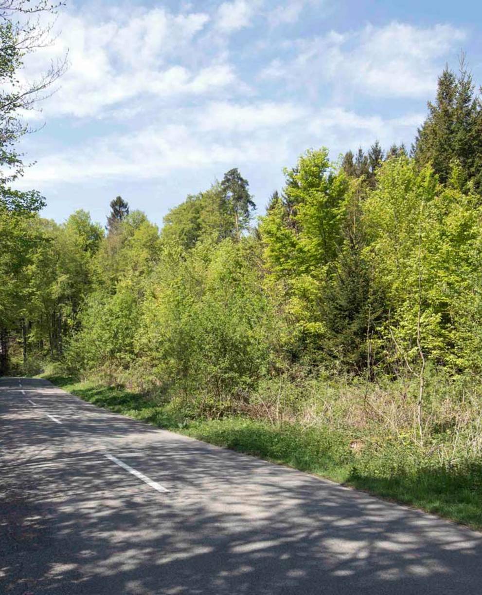 Bords de routes forestières