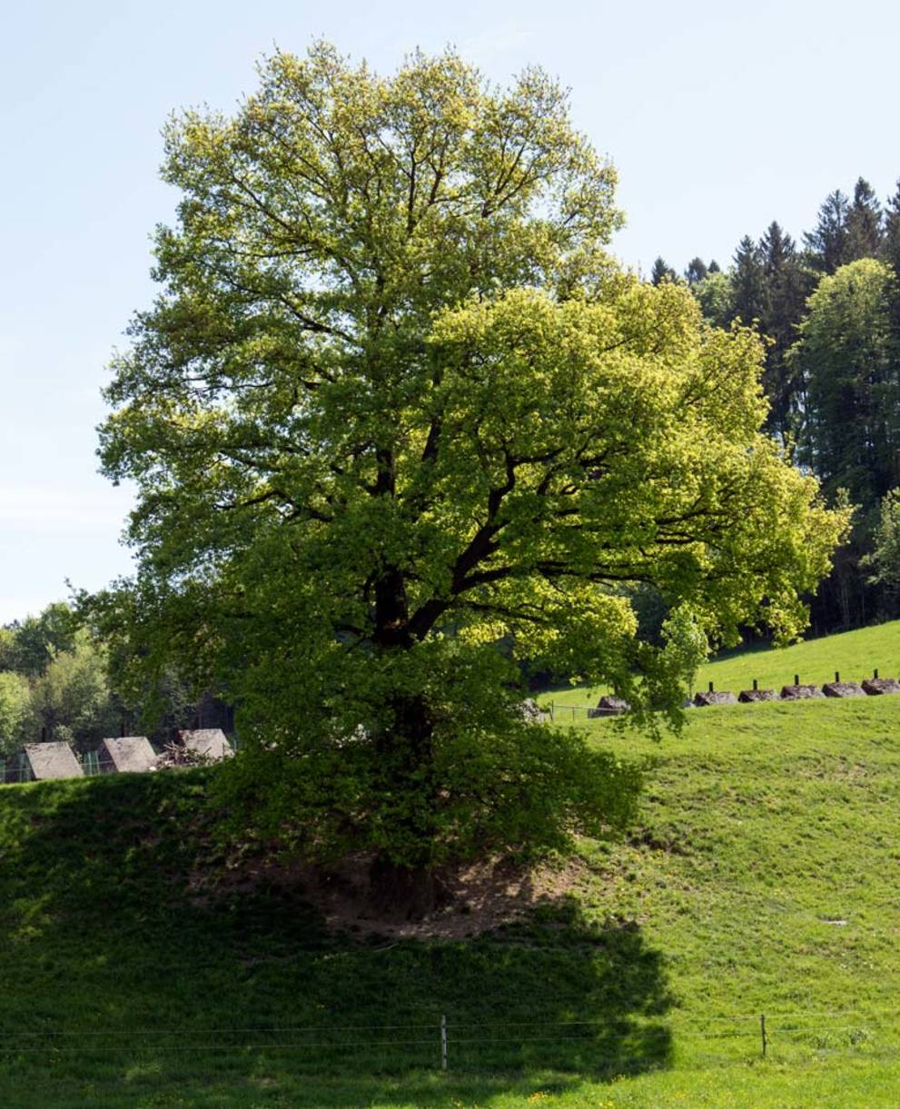 Panzersperre Marfeldingen