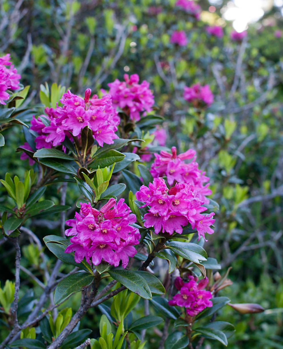 Rhododendron ferrugineux