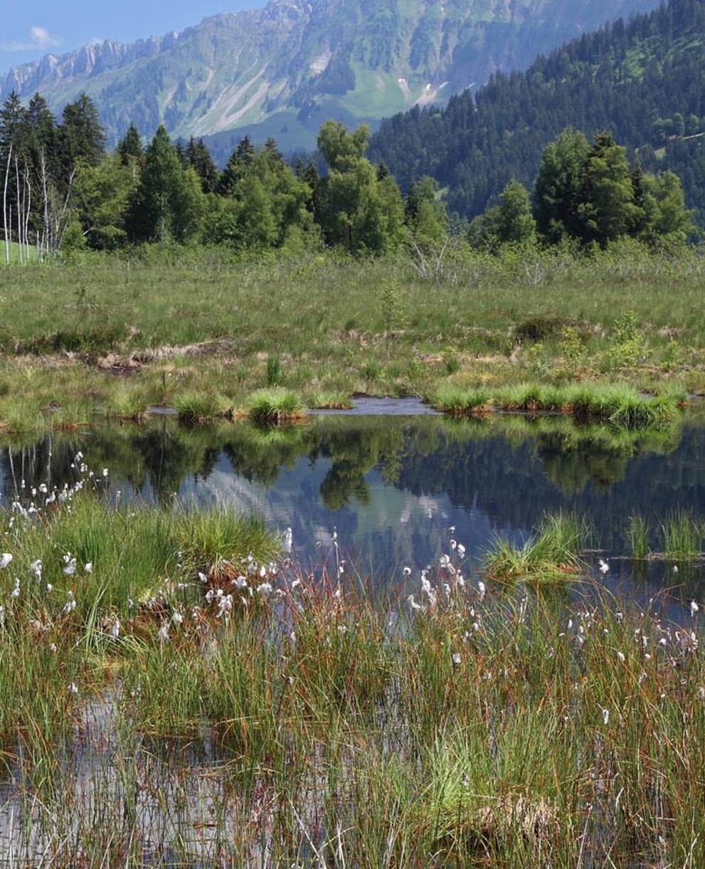 Steinmösli