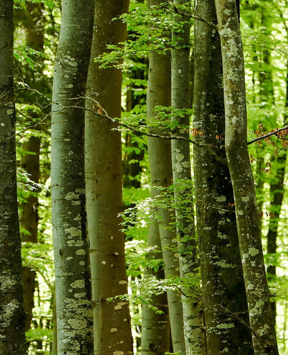 Frühling im Wald