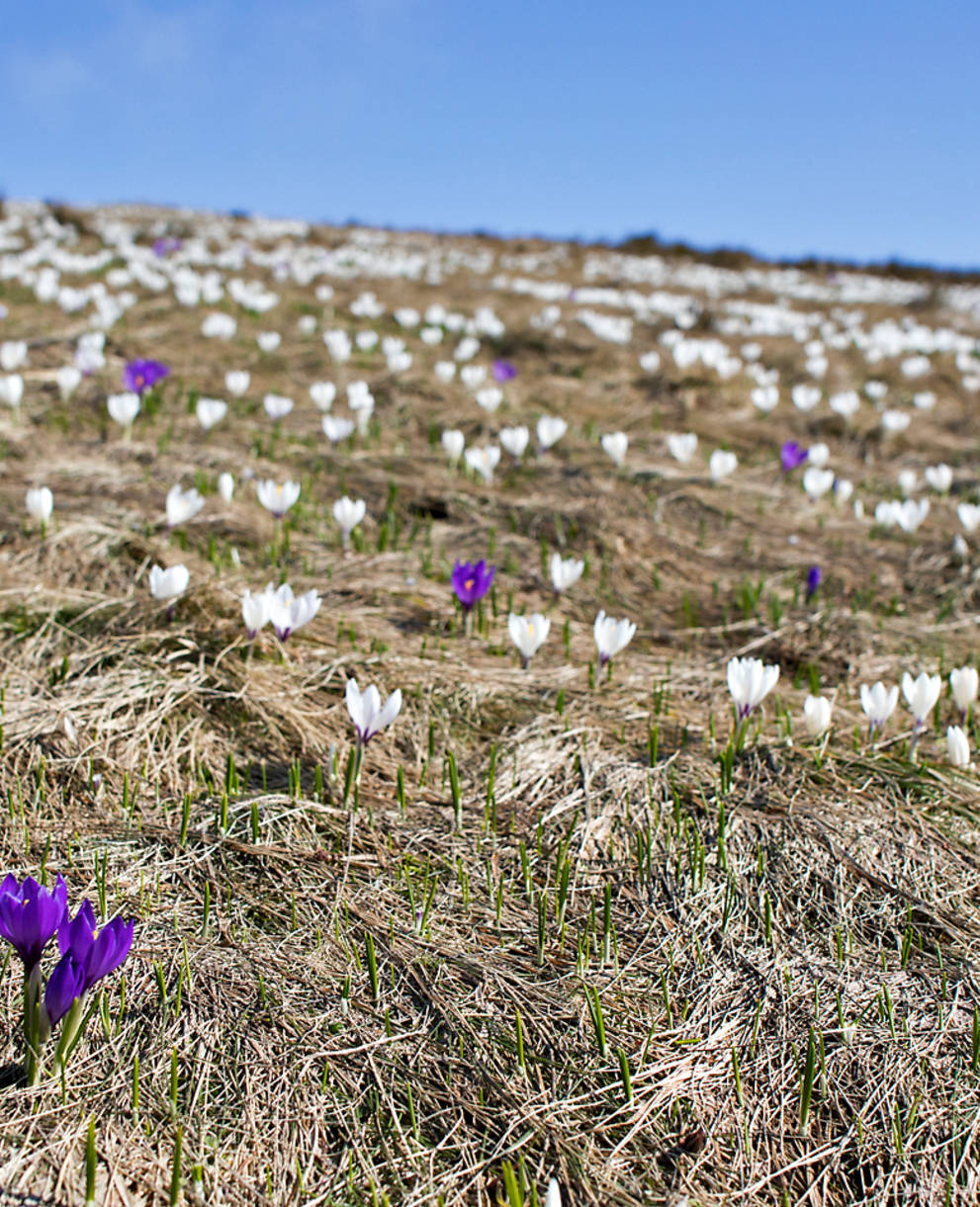 Krokusse im Frühling