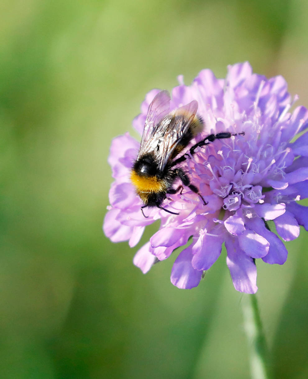 Abeille sur Knautie des champs