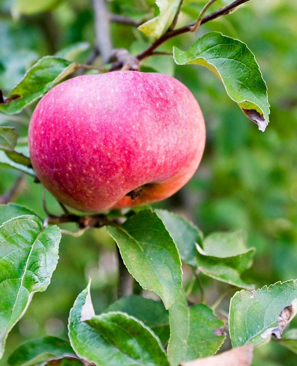 Apfel an Baum