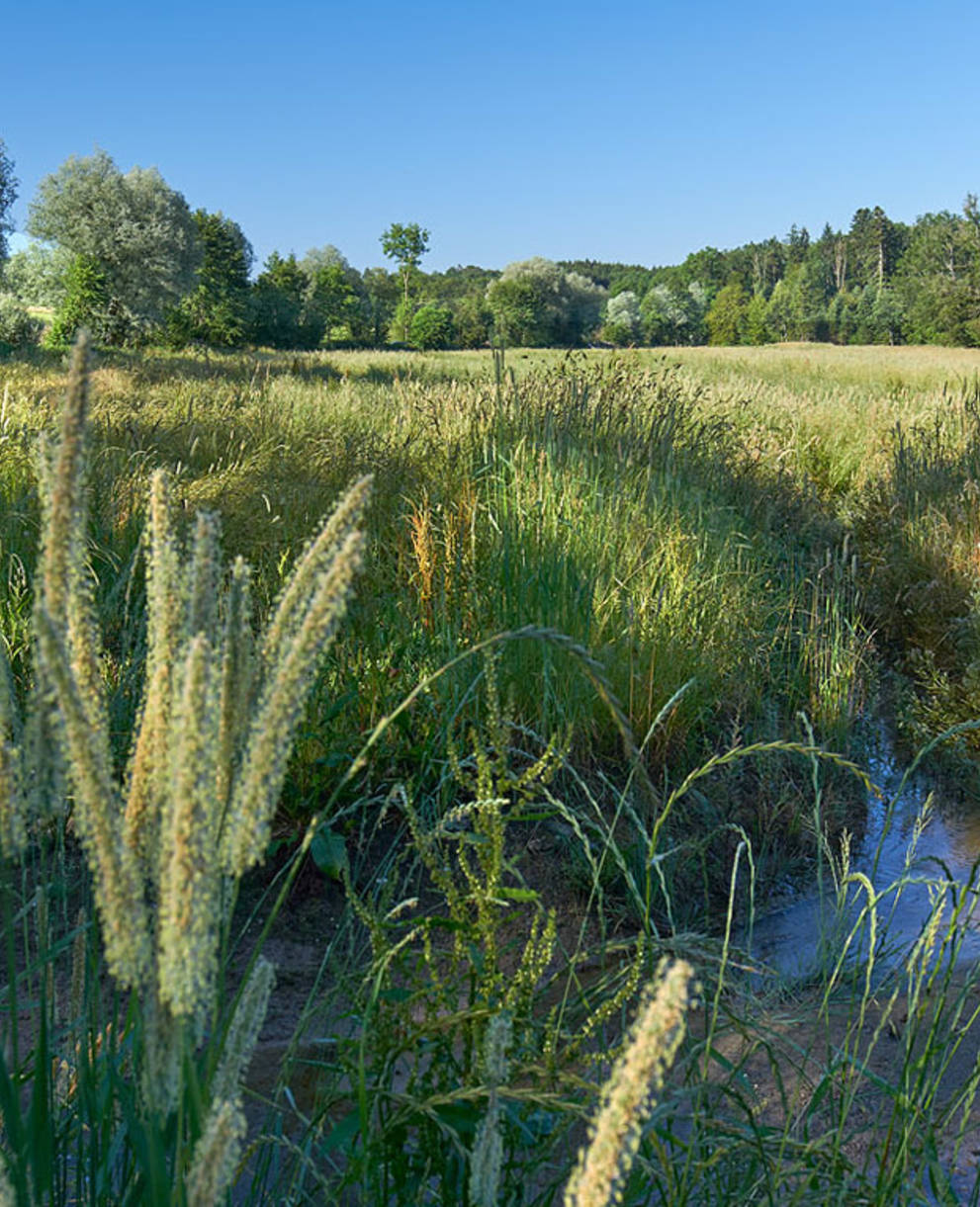 Biberaue Foto Jan Ryser