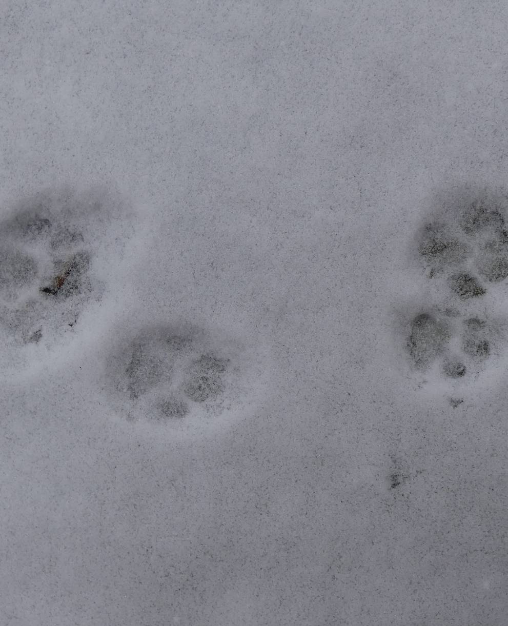 Von wem ist diese Spur im Schnee?