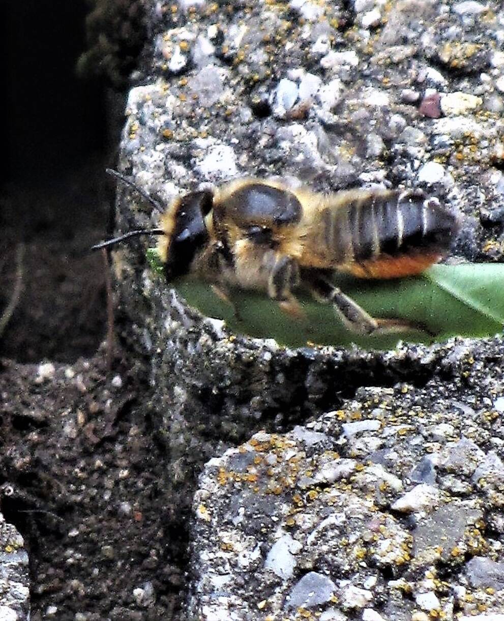 Biene mit Blatt