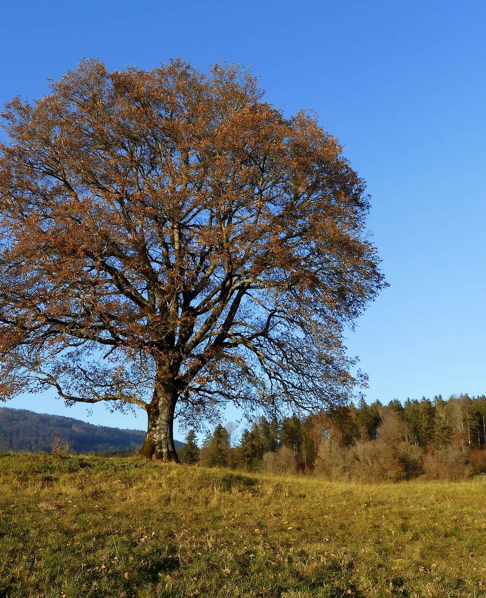 Eiche Twannberg