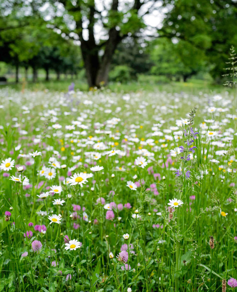 Blumenwiese