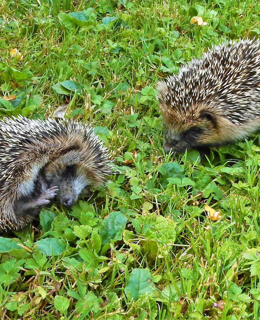 Zwei Igel