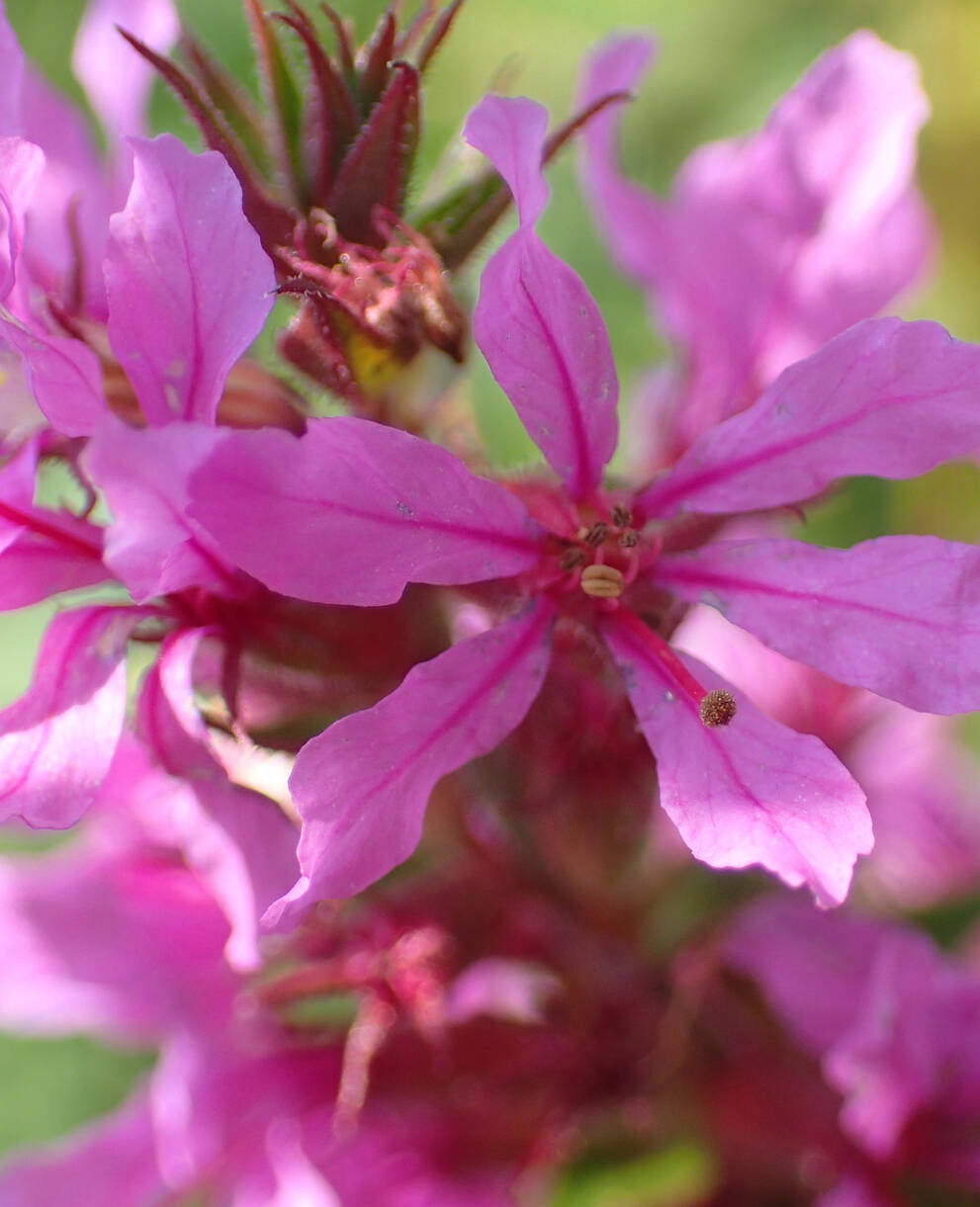 Die Blüten des Blutweiderichs sind zarte Schönheiten
