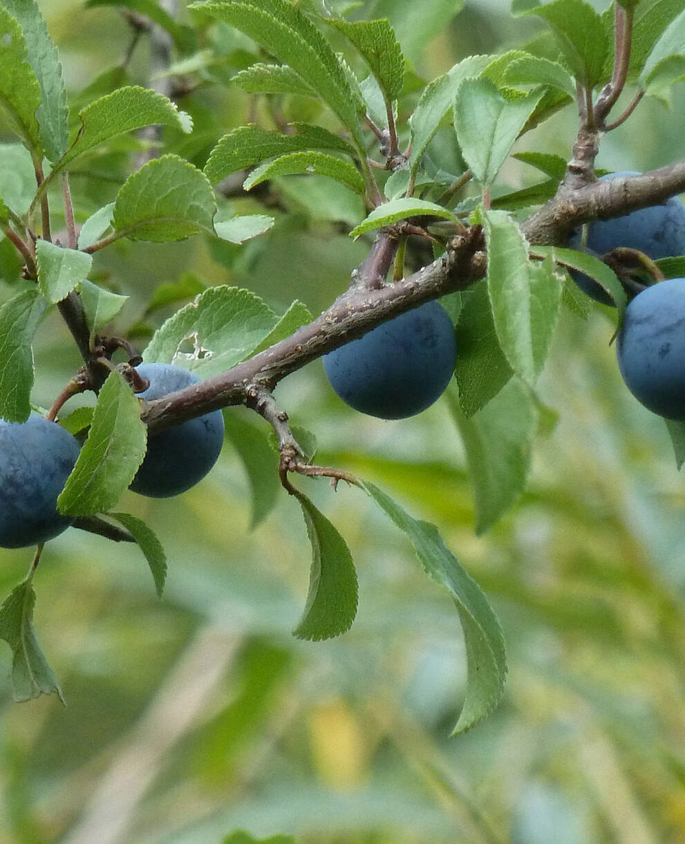 Die Steinfrüchte des Schlehdorns erinnern an kleine Zwetschgen