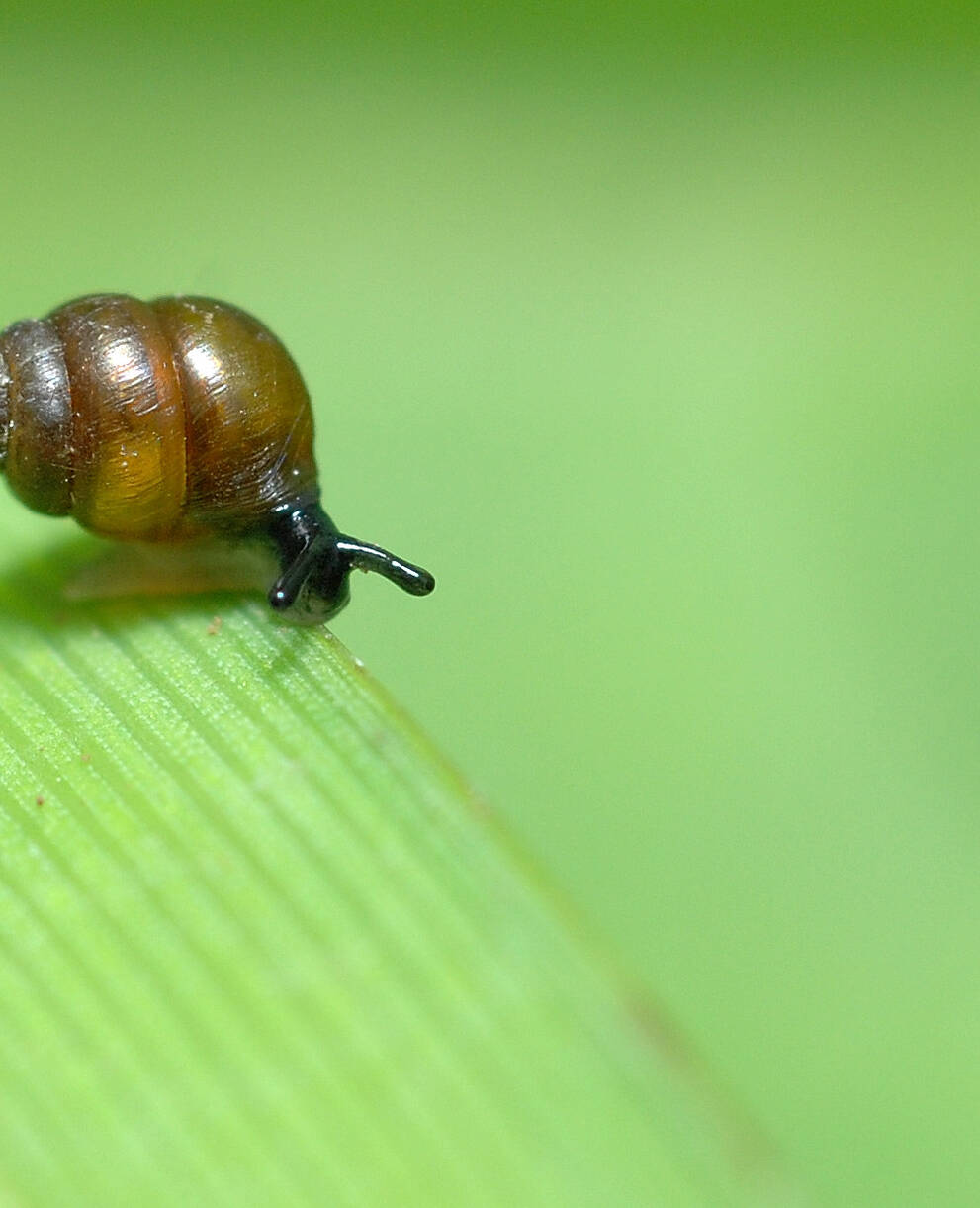 Vertigo moulinsiana