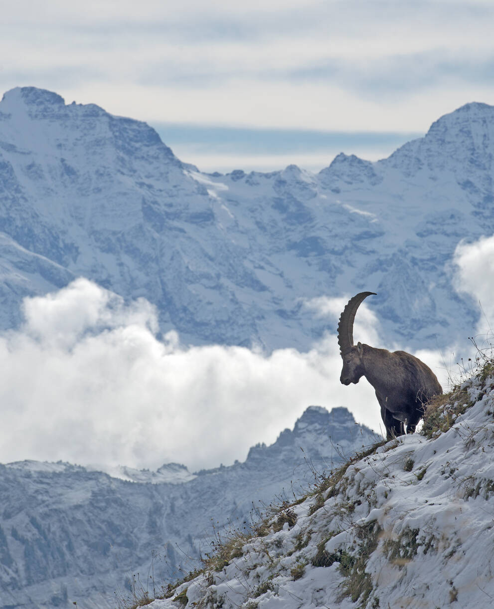 Steinbock vor Alpenpanorama