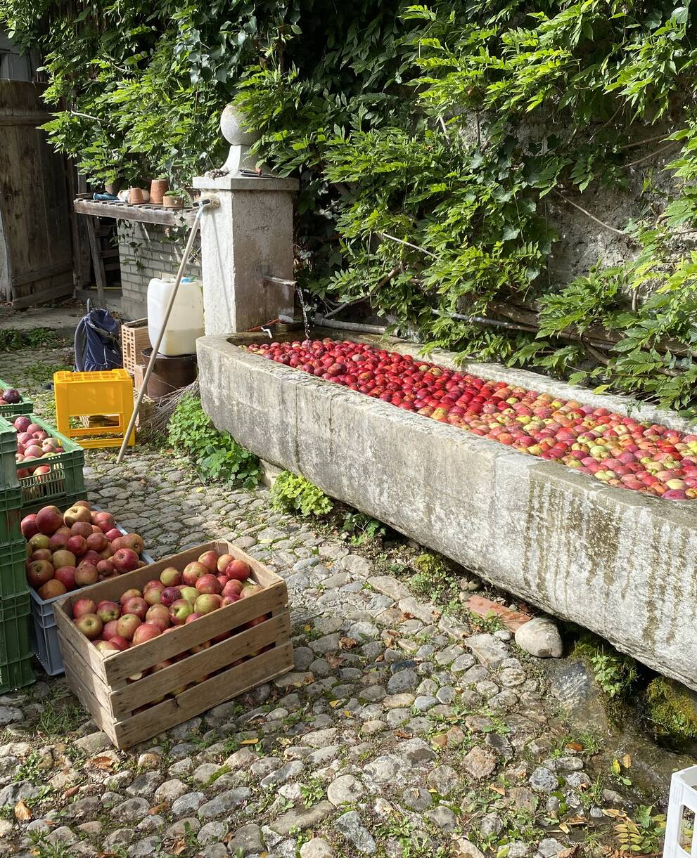 Nach der Apfelernte
