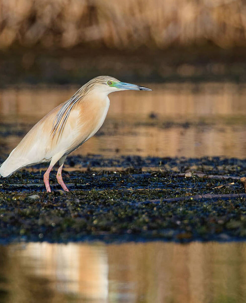 Rallenreiher im Donaudelta