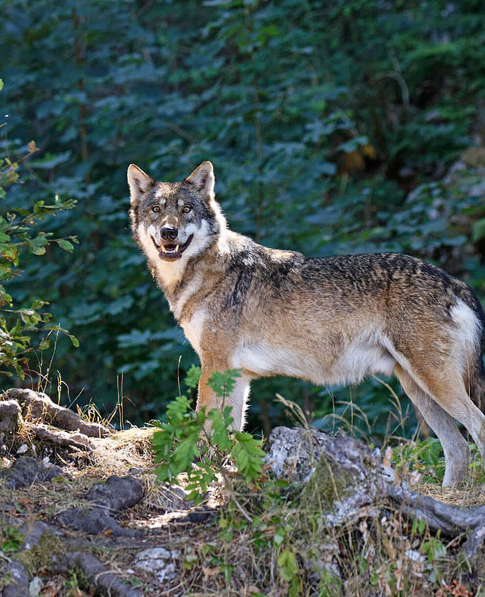 Wolf