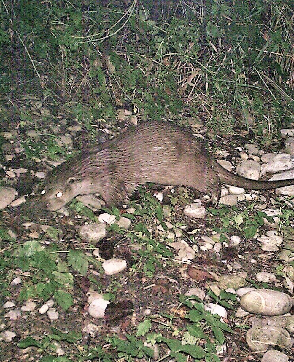 Fischotter (Nicolas Dussex)