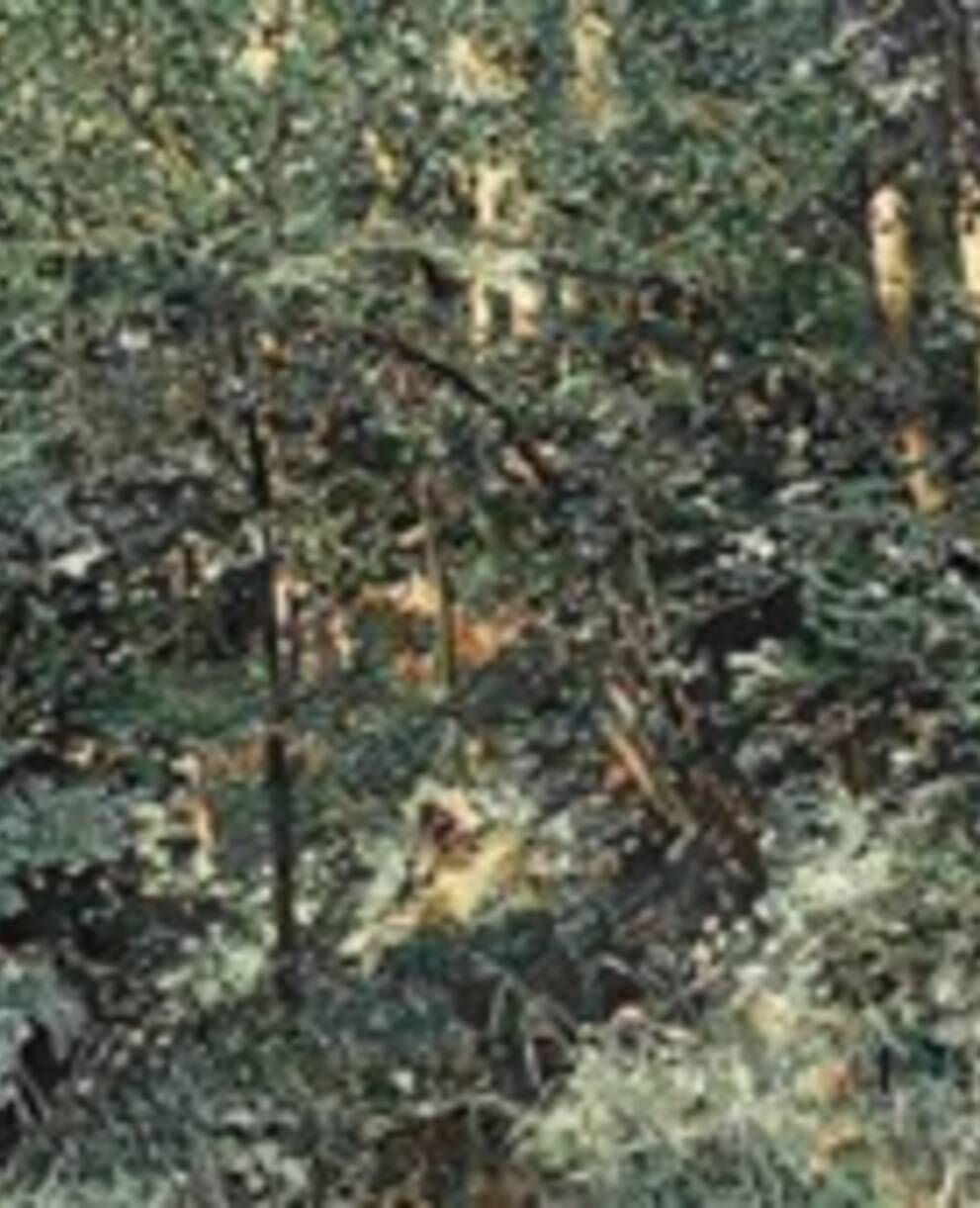 Die vier Jahreszeiten Sommer