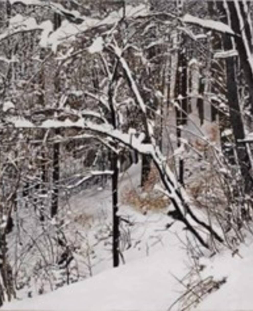 Die vier Jahreszeiten Winter