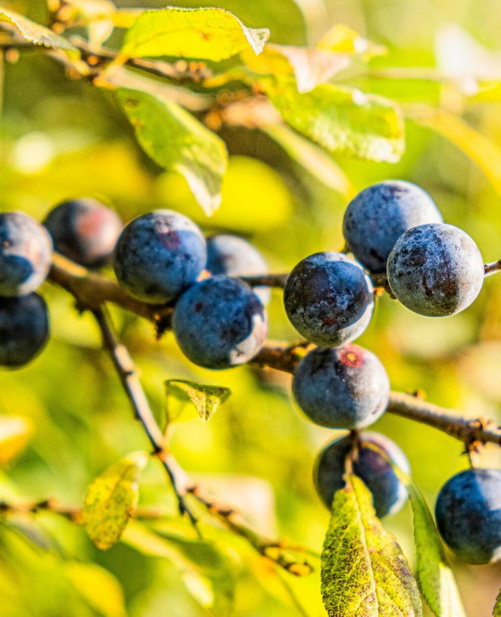 Schlehdorn trägt im Herbst Früchte_VictorSerban