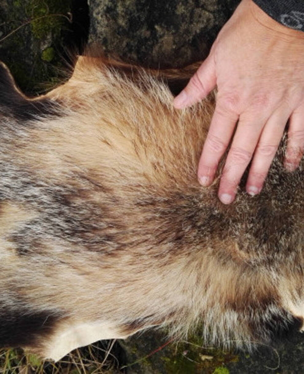 Fuchs und Hase Übernachtung