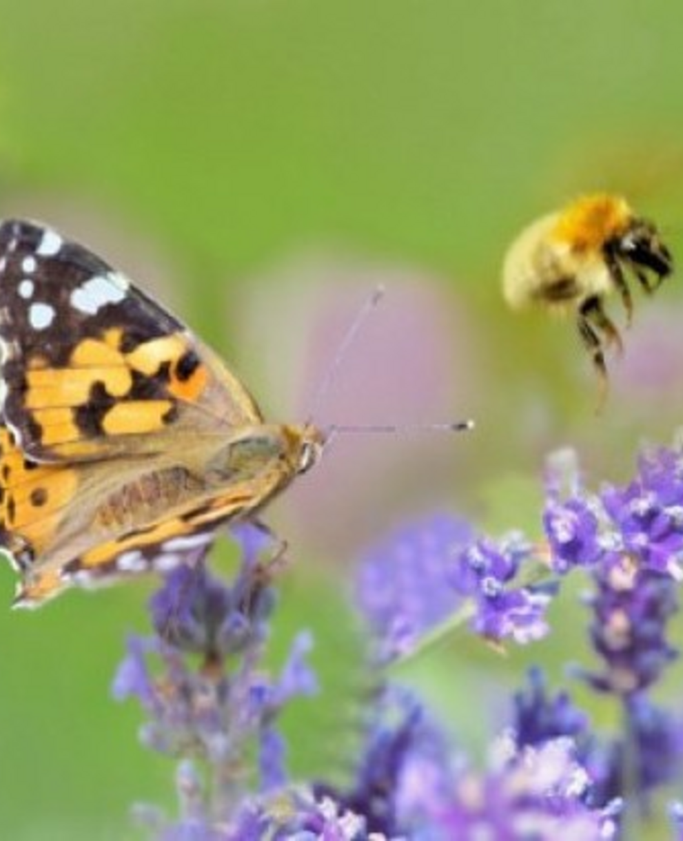 Schmetterling_colourbox.com