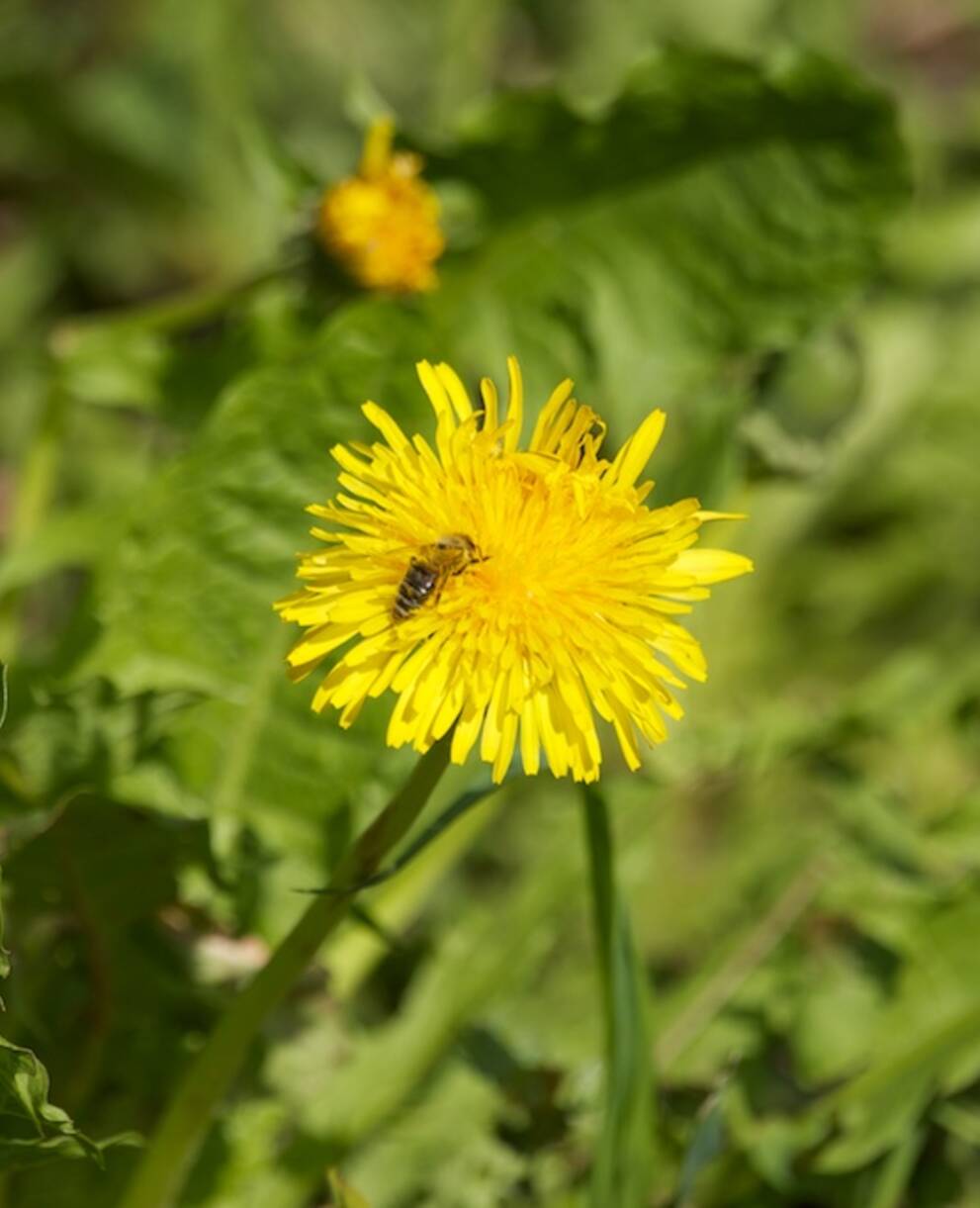 Löwenzahn und Biene