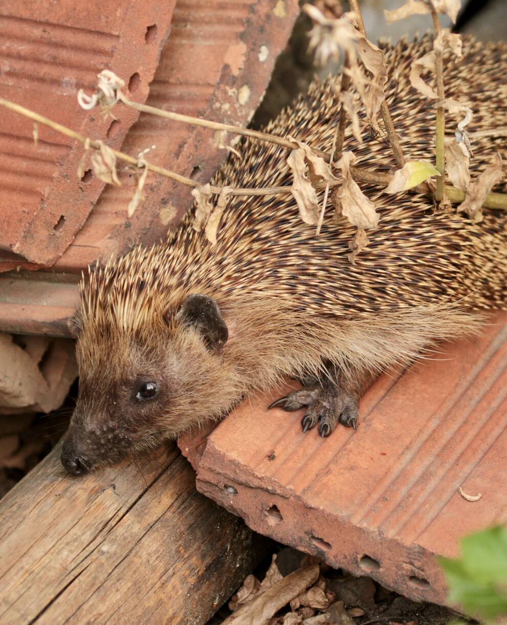 Igel_cr_Gautschi