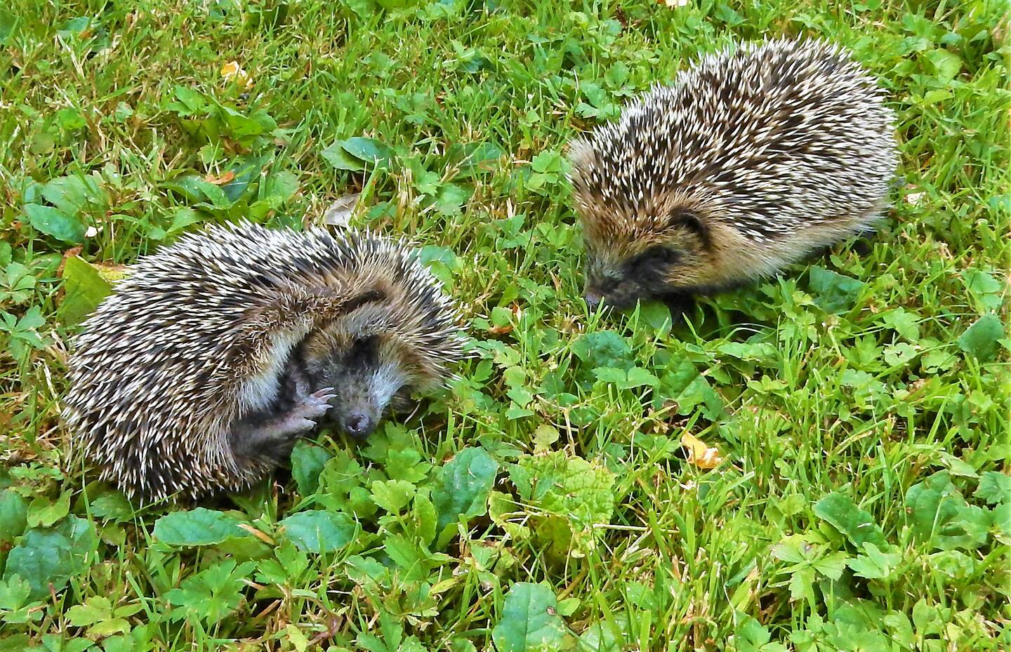 Zwei Igel